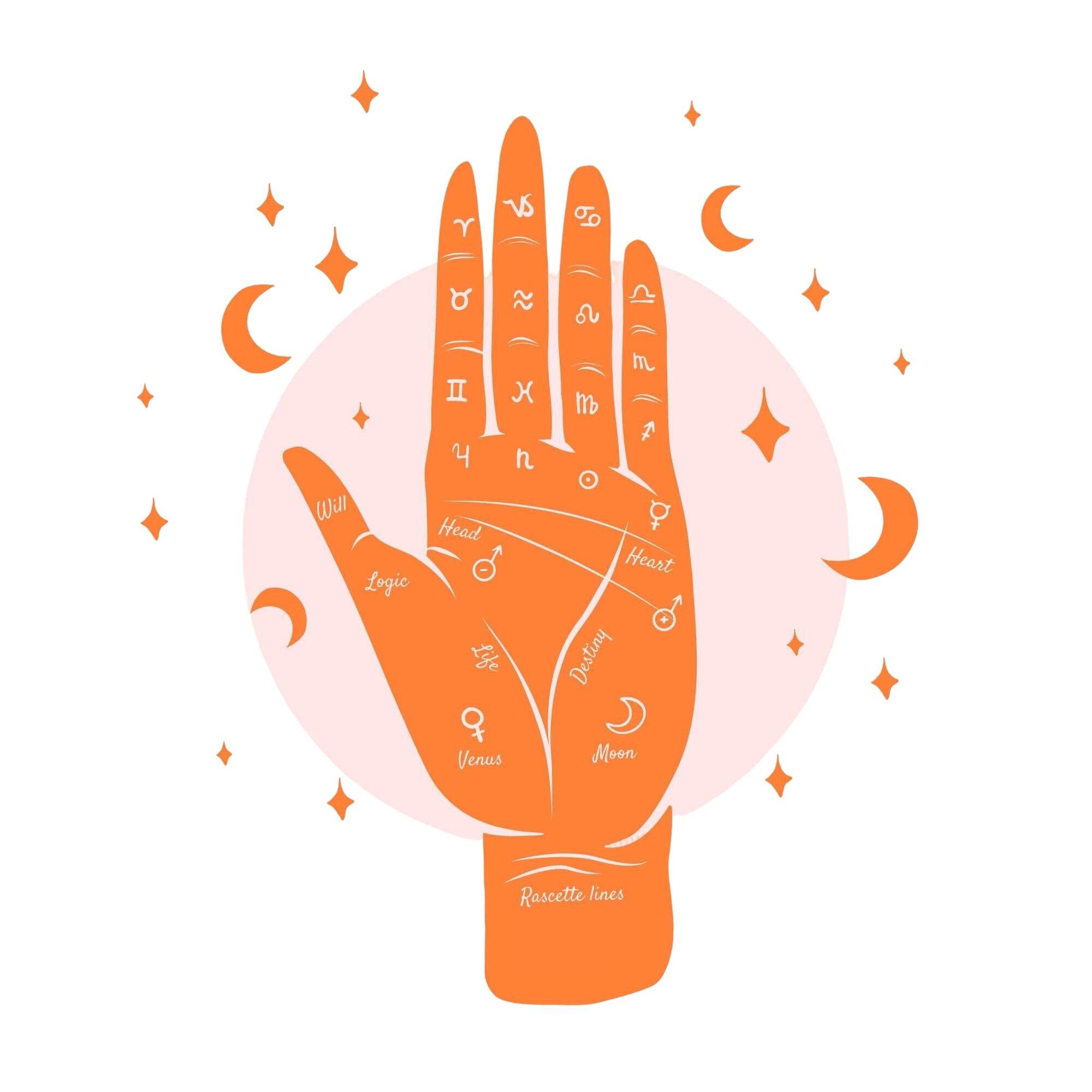 Palm Illustration